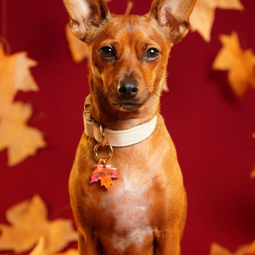 Maple Leaf ID Tag